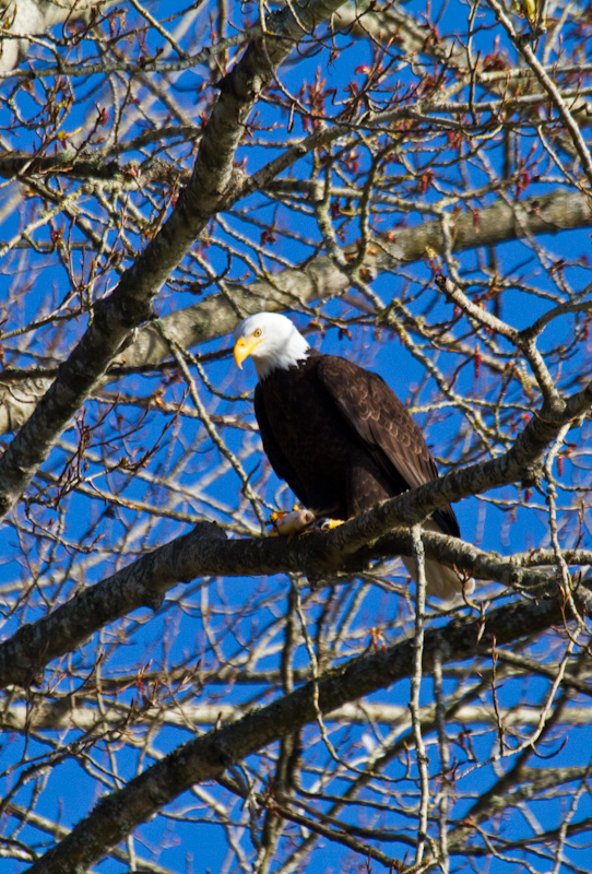 Bald Eagle Eating Fish